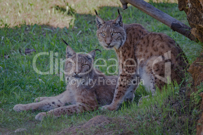 Two lynx under tree looking at camera