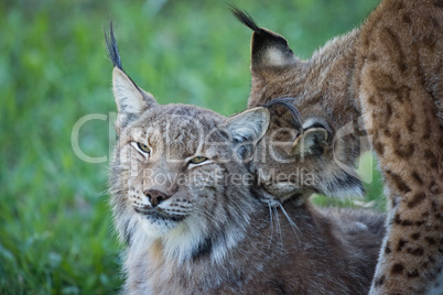 Close-up of lynx nibbling another in shadows