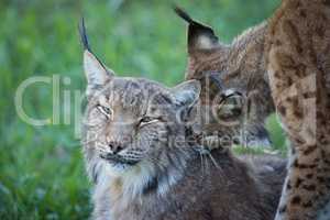 Close-up of lynx nibbling another in shadows