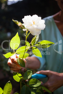 Midsection of senior woman cutting white flower stem with pruning shears