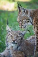 Close-up of two lynx in shady grass
