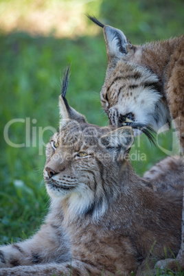Close-up of lynx nibbling mate in shadows