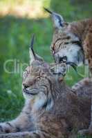 Close-up of lynx nibbling mate in shadows