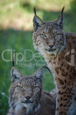 Close-up of two lynx on shady grass