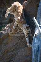 Lynx jumping around rock towards dead log