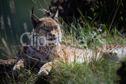Lynx lying on grassy rock closing eyes