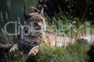 Lynx lying on grassy rock closing eyes