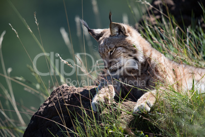 Lynx lying on grassy rock looking down