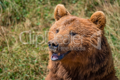 Close-up of brown bear head in sunshine