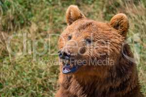 Close-up of brown bear head in sunshine