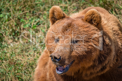 Close-up of brown bear head in meadow