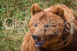 Close-up of brown bear head in meadow