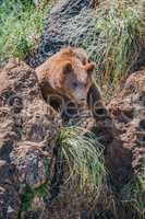 Brown bear looks through gully between rocks