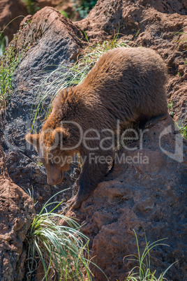 Brown bear climbs down gully between rocks