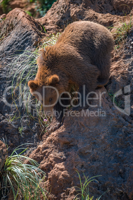 Brown bear climbs down red rocky ridge