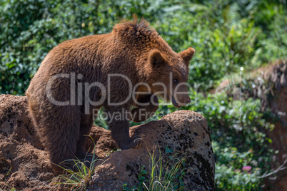 Brown bear on rock with lifted paw
