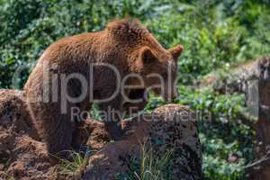 Brown bear on rock with lifted paw