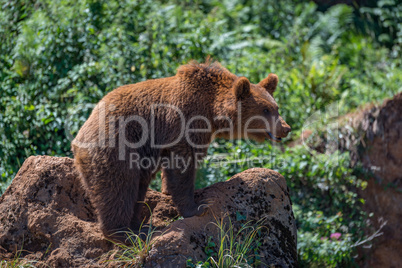 Brown bear standing on rock in undergrowth