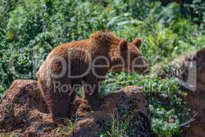 Brown bear standing on rock in undergrowth