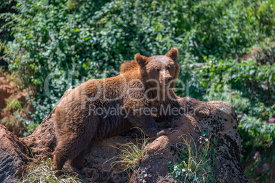 Brown bear lying on rock in undergrowth