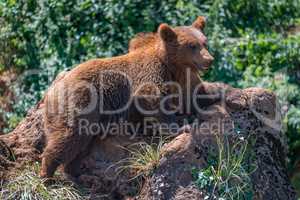 Brown bear lying on rock amongst undergrowth