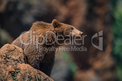 Brown bear on rock with blurred background