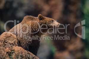 Brown bear on rock with blurred background