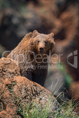 Brown bear sitting on rock facing camera
