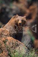 Brown bear sitting on rock facing camera