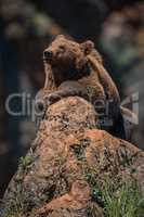 Brown bear lying on rock in sunshine