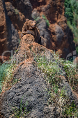 Brown bear in sunlight lying on rock