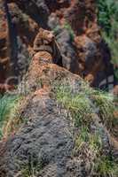 Brown bear in sunlight lying on rock
