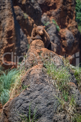 Brown bear in sunshine lying on rock