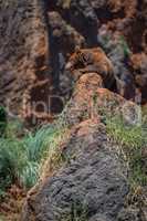 Brown bear in profile lying on rock