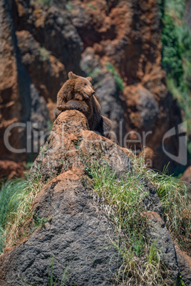 Brown bear in sunshine lying on rocks