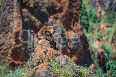 Brown bear on rock with open mouth