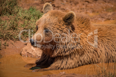 Brown bear lying in mud in sunshine