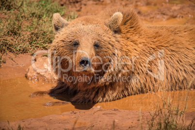 Brown bear lying in mud in sunlight