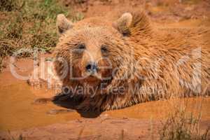 Brown bear lying in mud in sunlight