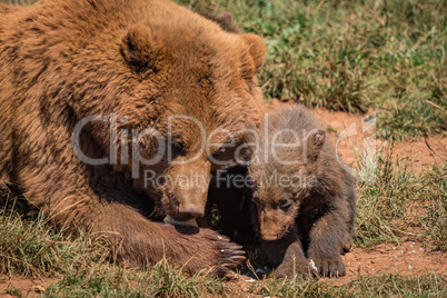 Close-up of brown bear mother and cub