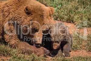 Close-up of brown bear mother and cub