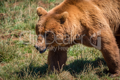 Close-up of brown bear walking in grass