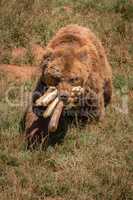 Brown bear walking with mouthful of baguettes