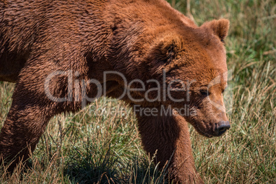 Close-up of brown bear walking in grassland