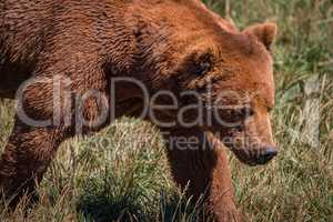 Close-up of brown bear walking in grassland