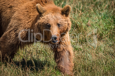 Close-up of brown bear walking in meadow