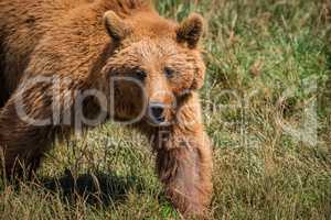 Close-up of brown bear walking in meadow