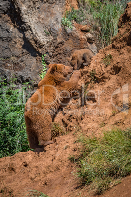 Brown bear mother reaching up to cub