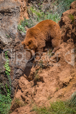 Brown bear climbs down steep red rock