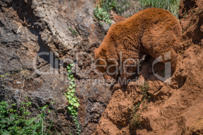 Brown bear perched on steep red rock